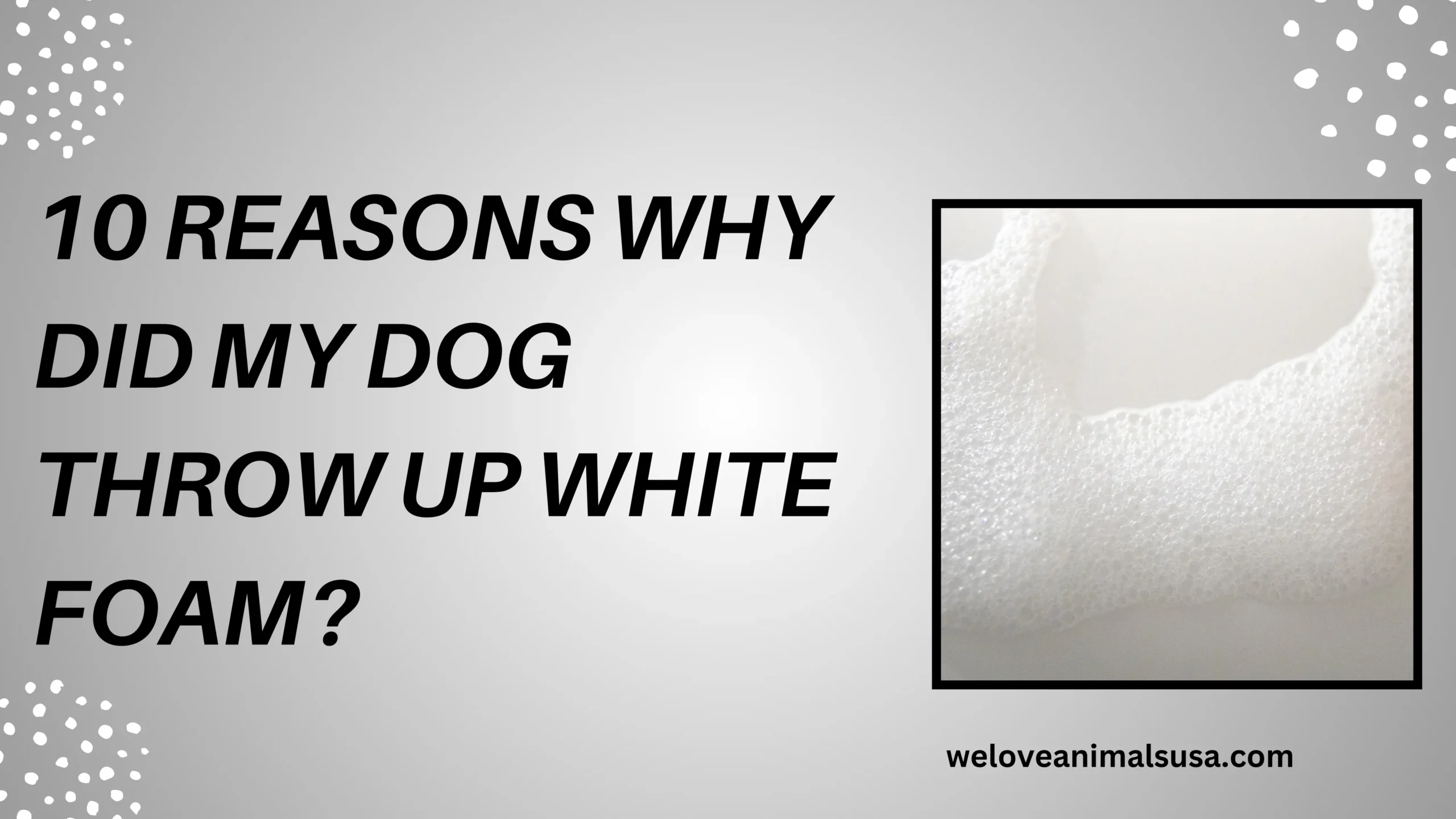 10 Reasons Why Did My Dog Throw Up White Foam