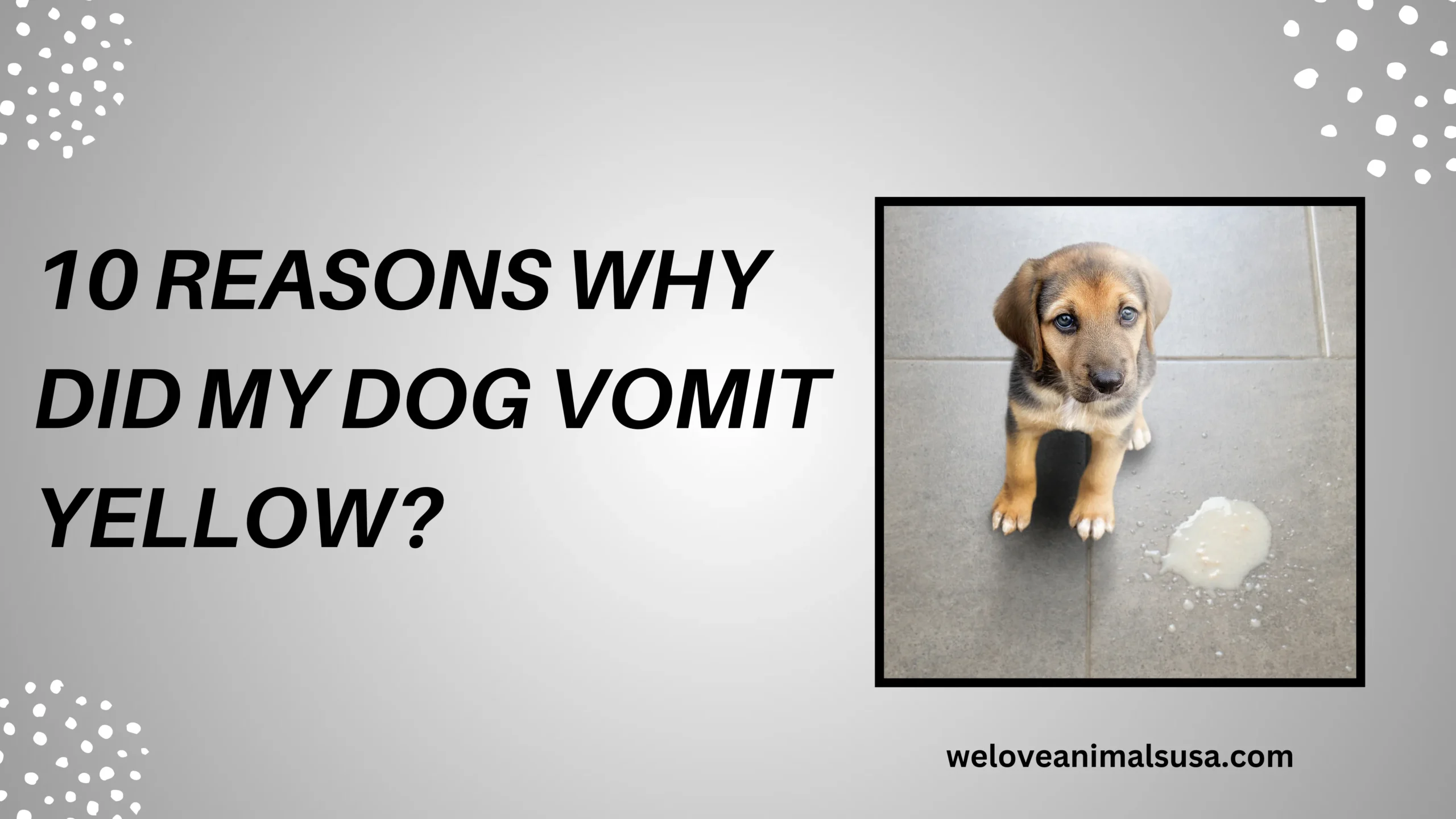 10 Reasons Why Did My Dog Vomit Yellow