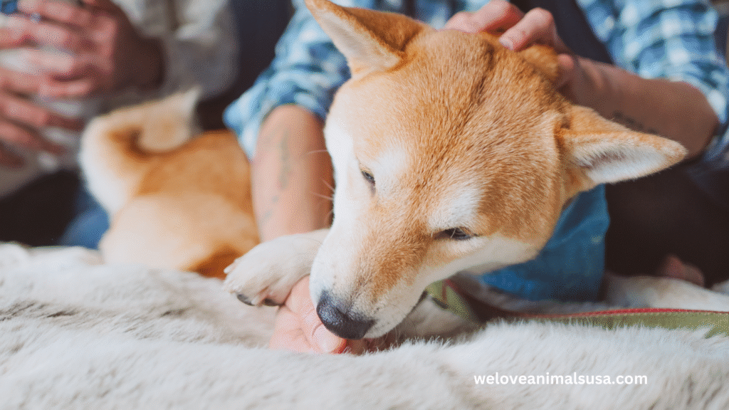 10 Reasons Why Do Dogs Lick My Feet