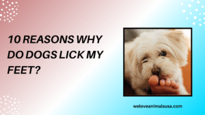 10 Reasons Why Do Dogs Lick My Feet