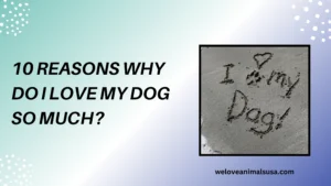10 Reasons Why Do I Love My Dog So Much