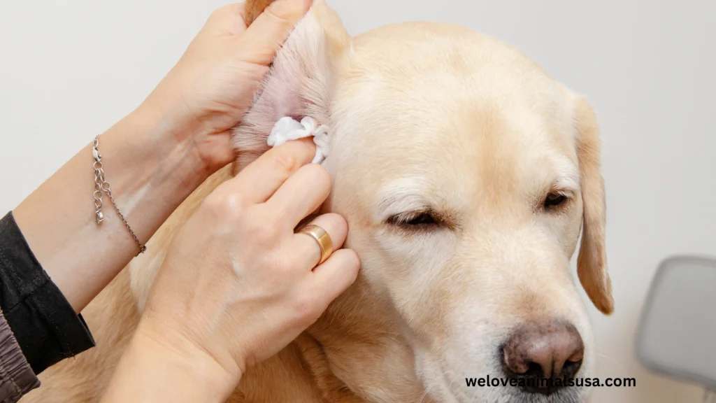 10 Reasons Why Do My Dog's Ears Stink
