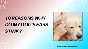 10 Reasons Why Do My Dog's Ears Stink
