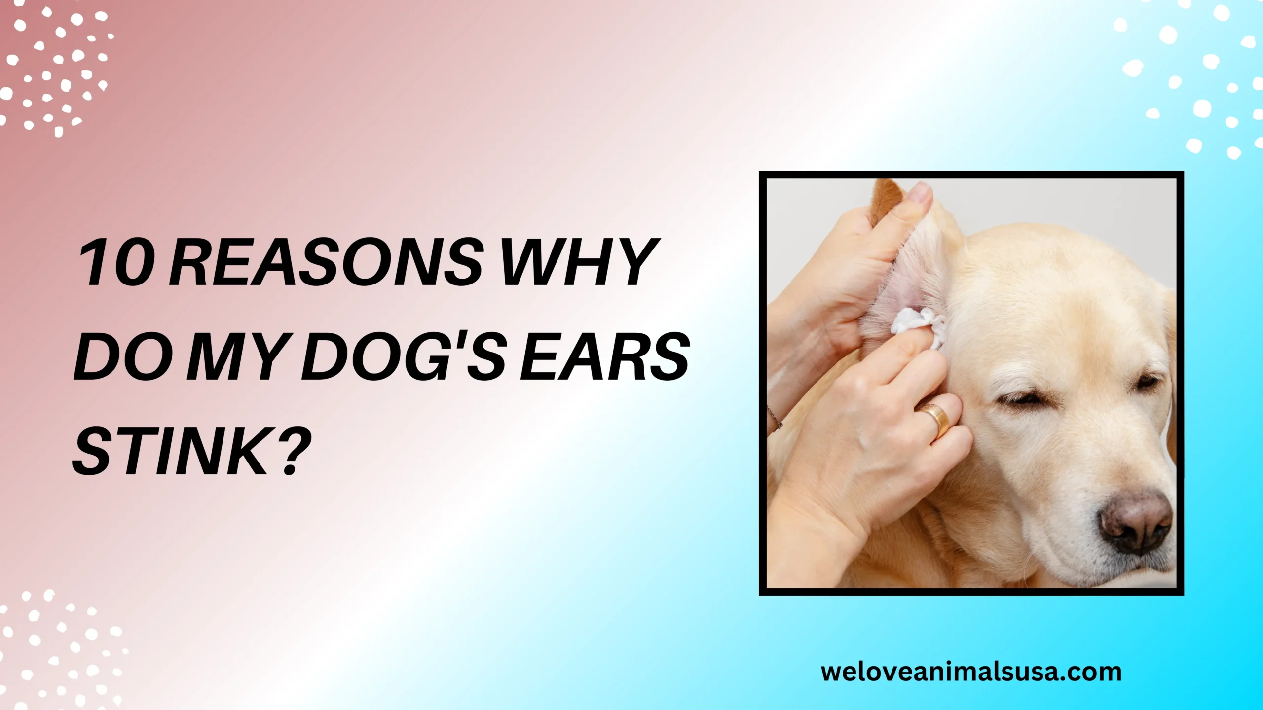 10 Reasons Why Do My Dog's Ears Stink