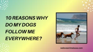 10 Reasons Why Do My Dogs Follow Me Everywhere
