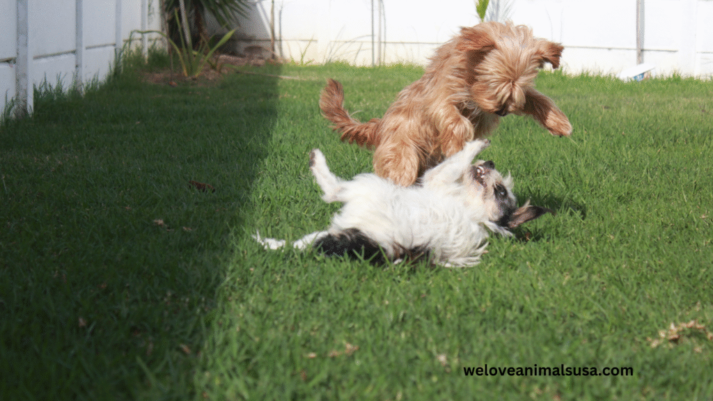 10 Reasons Why Do My Dogs Keep Fighting