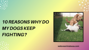 10 Reasons Why Do My Dogs Keep Fighting