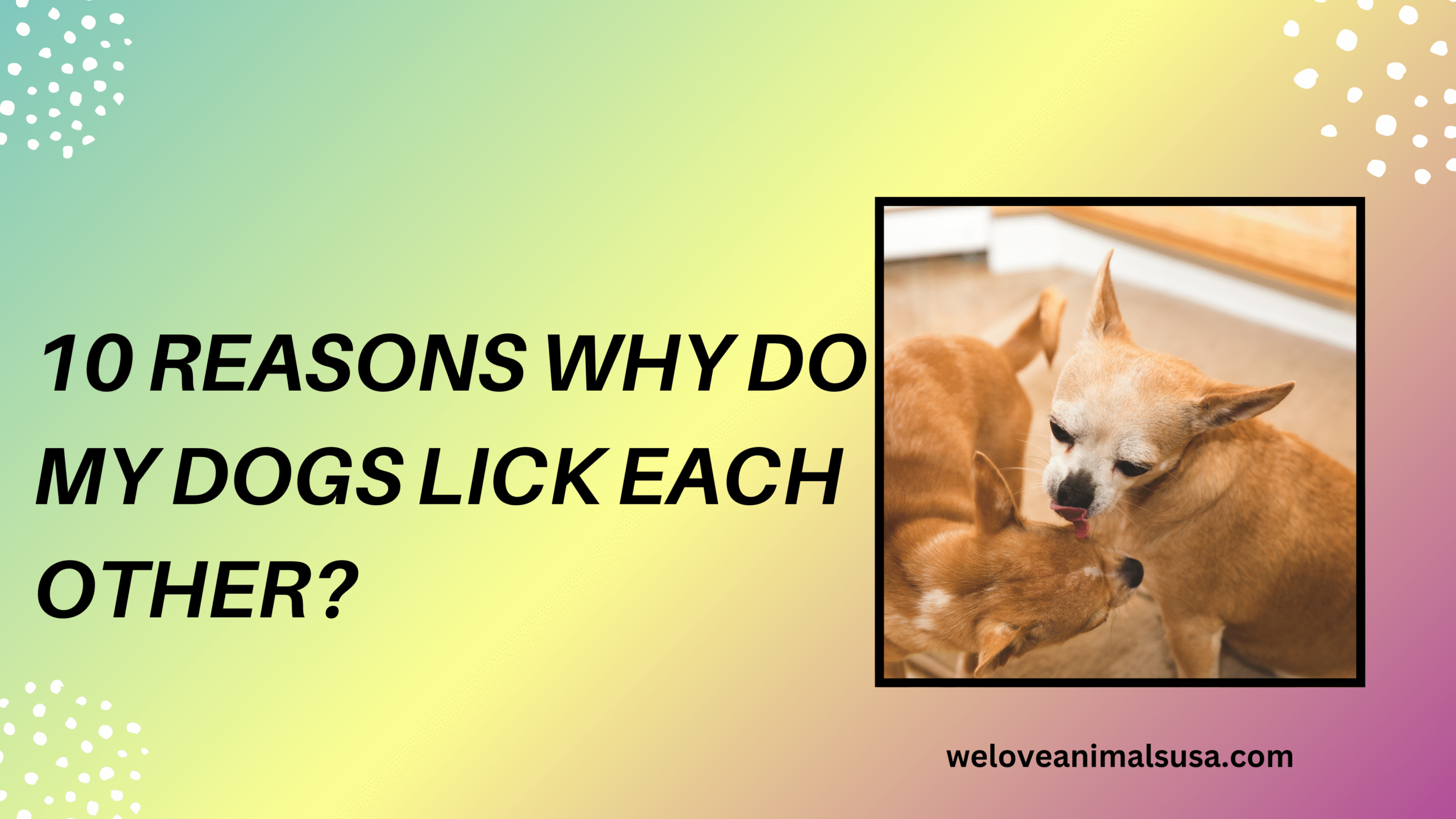 10 Reasons Why Do My Dogs Lick Each Other
