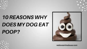 10 Reasons Why Does My Dog Eat Poop