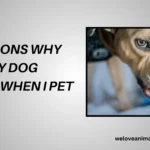 10 Reasons Why Does My Dog Growl When I Pet Him