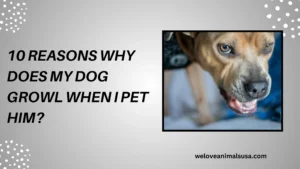 10 Reasons Why Does My Dog Growl When I Pet Him