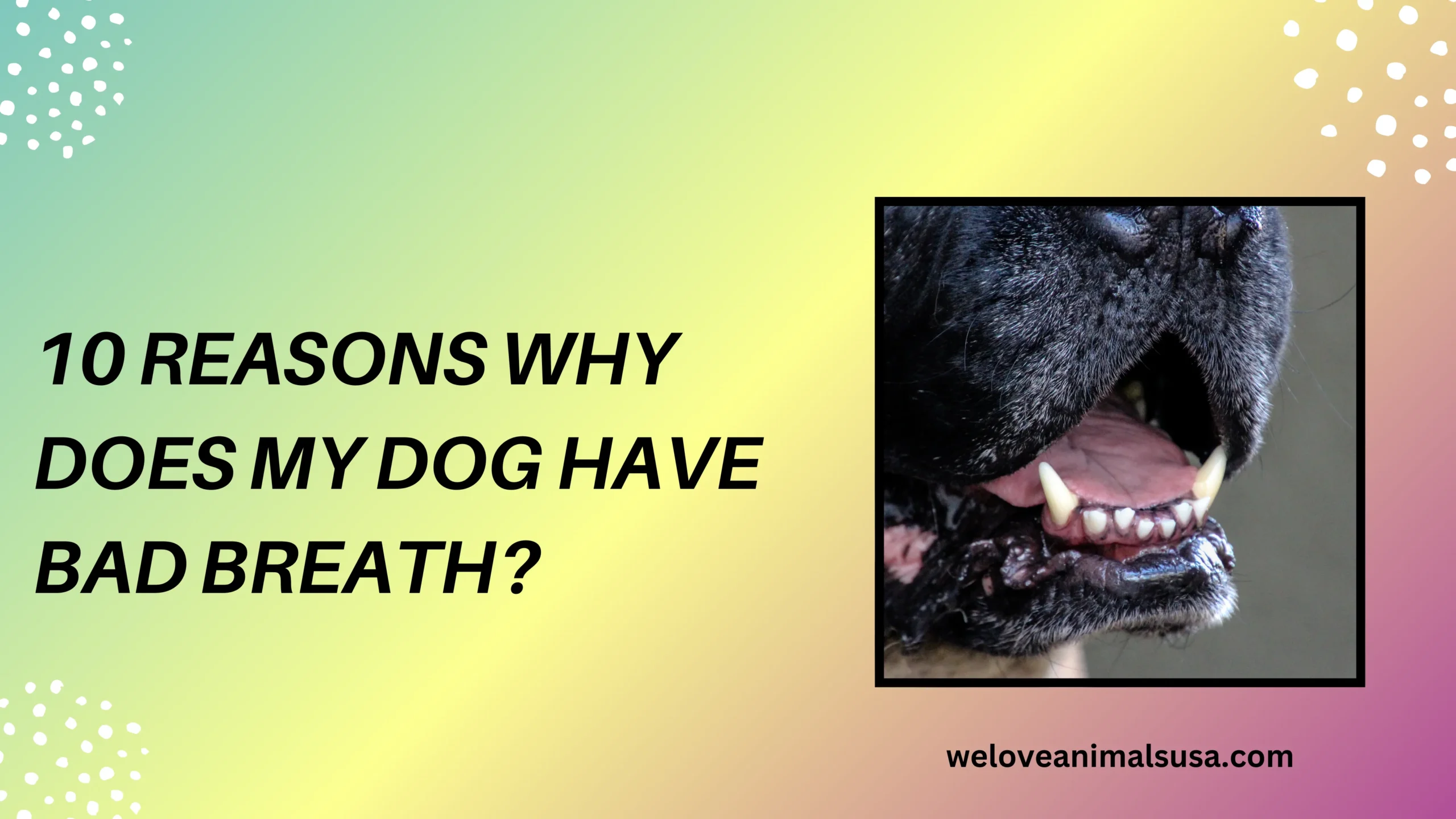 10 Reasons Why Does My Dog Have Bad Breath