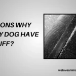 10 Reasons Why Does My Dog Have Dandruff