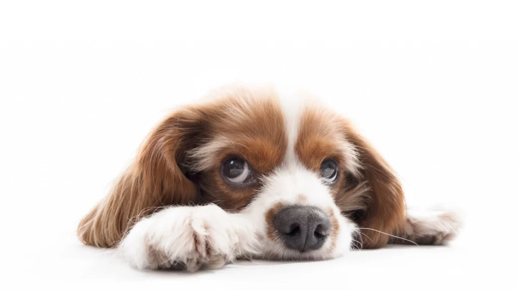 10 Reasons Why Does My Dog Have Dandruff