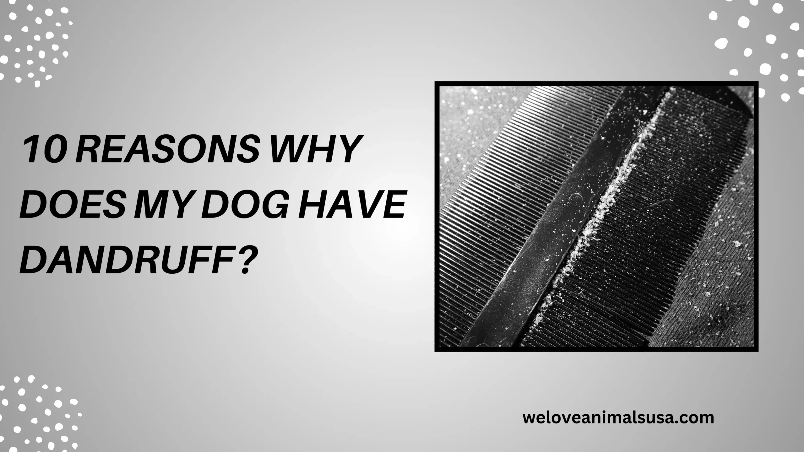 10 Reasons Why Does My Dog Have Dandruff