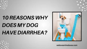 10 Reasons Why Does My Dog Have Diarrhea