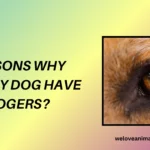 10 Reasons Why Does My Dog Have Eye Boogers