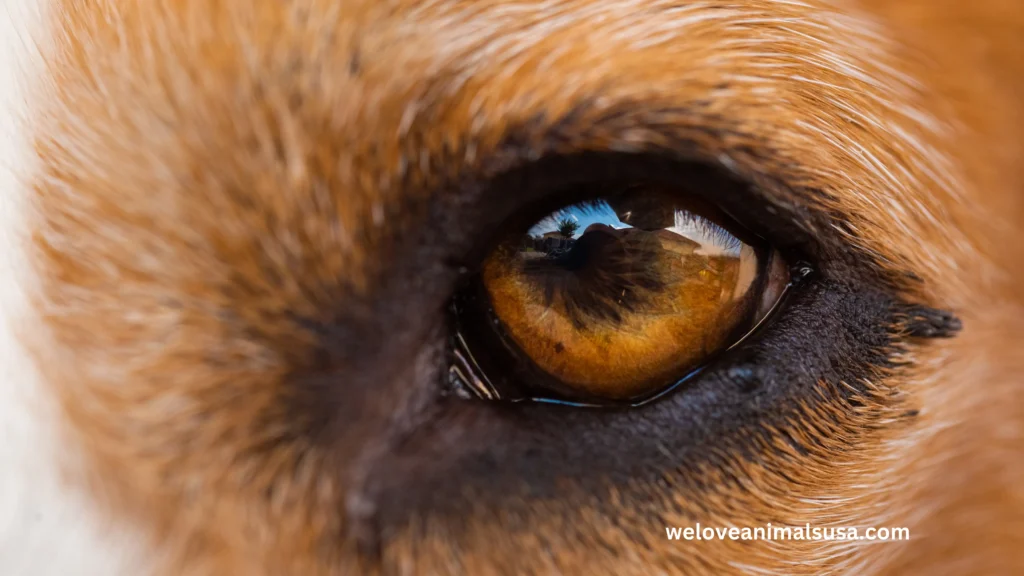 10 Reasons Why Does My Dog Have Eye Boogers
