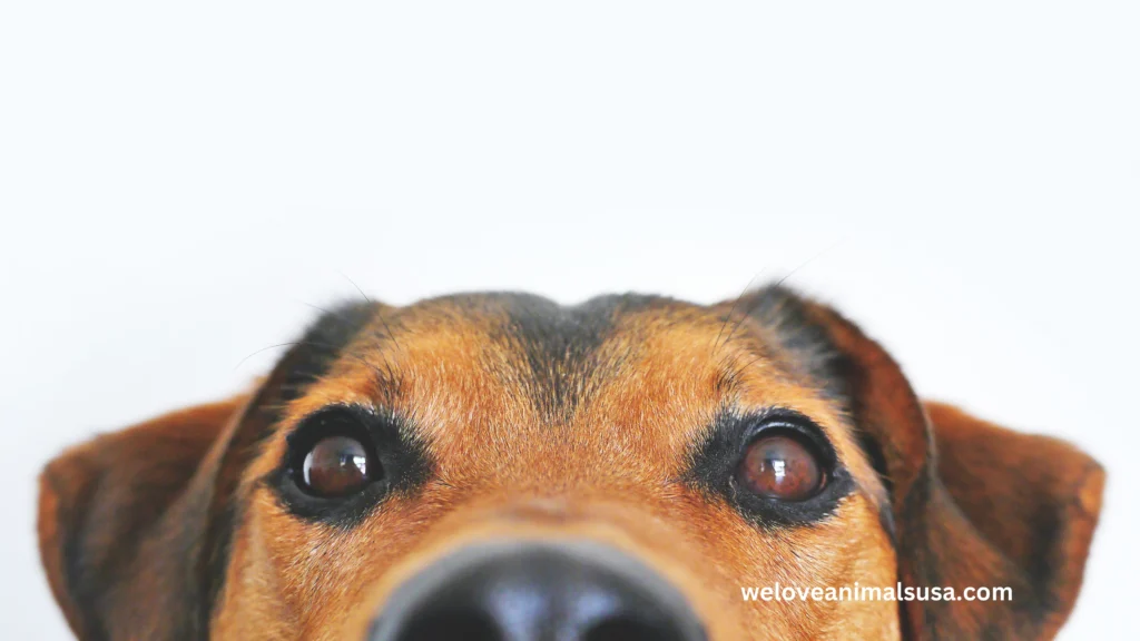 10 Reasons Why Does My Dog Have Eye Boogers
