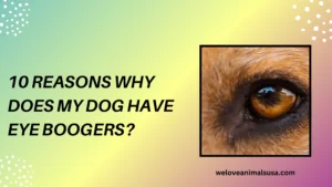 10 Reasons Why Does My Dog Have Eye Boogers