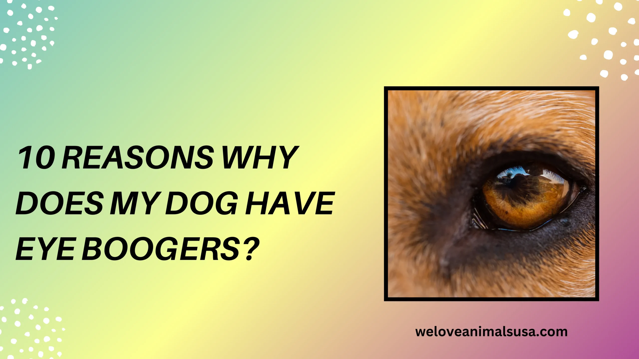 10 Reasons Why Does My Dog Have Eye Boogers