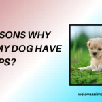 10 Reasons Why Does My Dog Have Hiccups