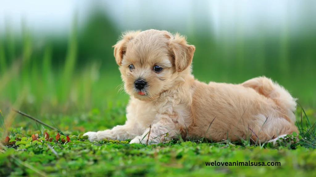10 Reasons Why Does My Dog Have Hiccups