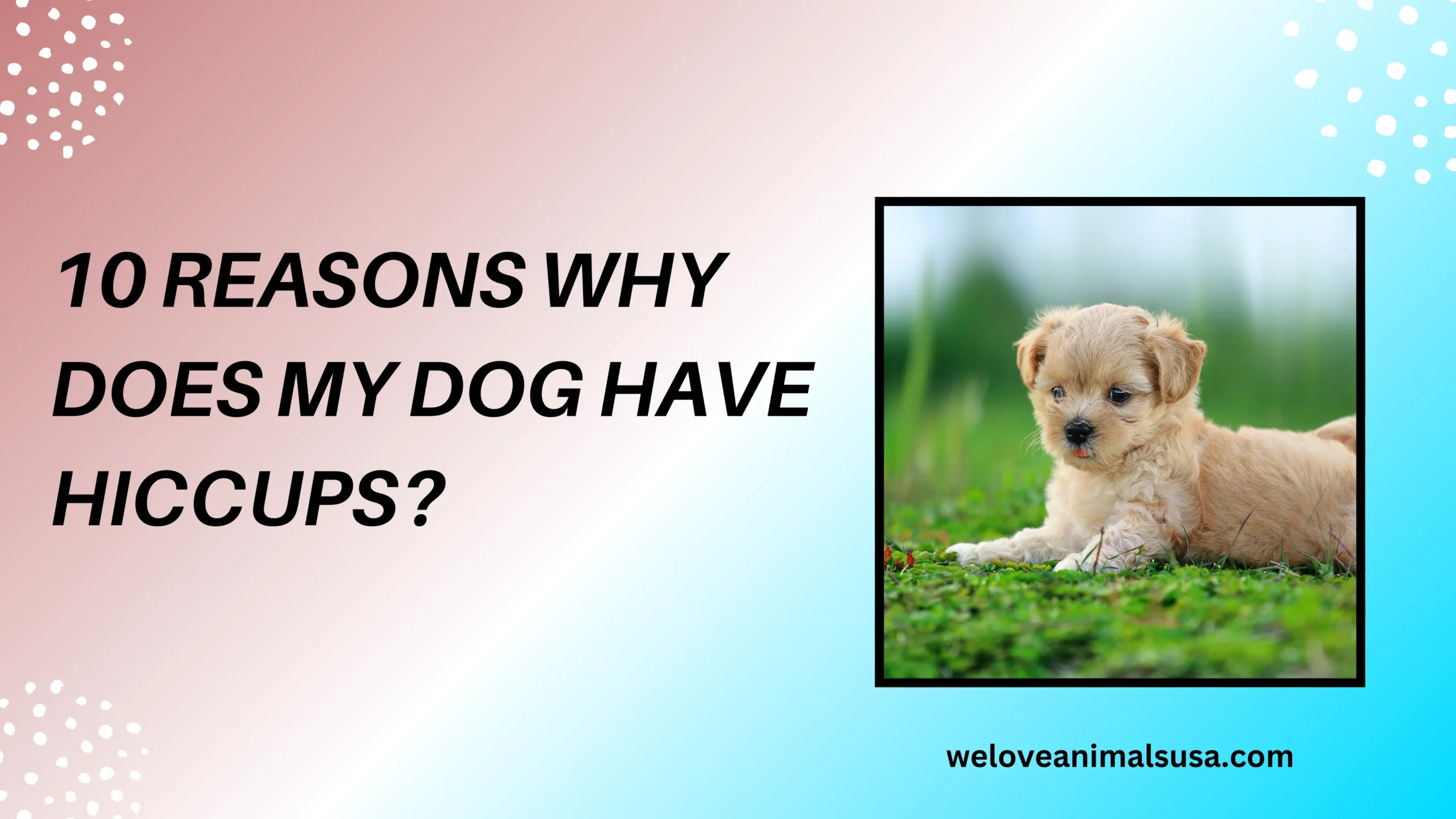 10 Reasons Why Does My Dog Have Hiccups