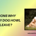 10 Reasons Why Does My Dog Howl When I Leave