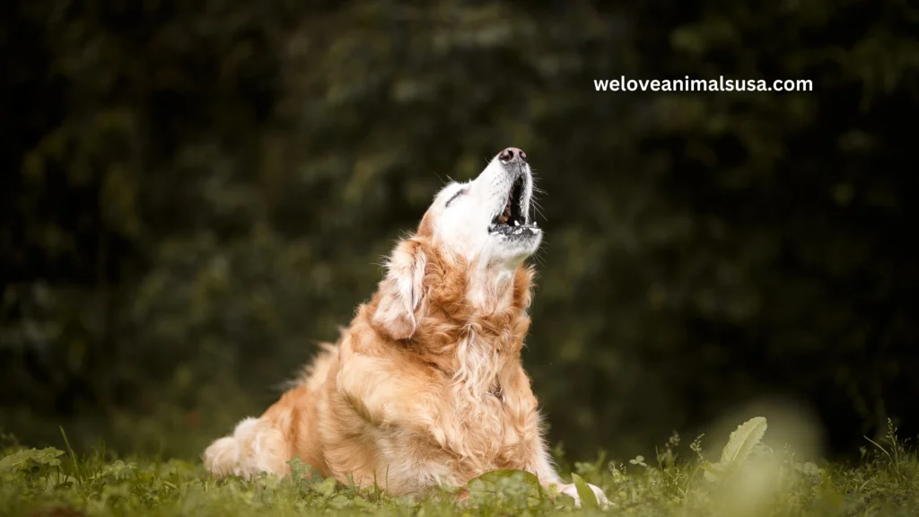 10 Reasons Why Does My Dog Howl When I Leave