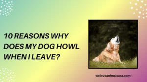 10 Reasons Why Does My Dog Howl When I Leave
