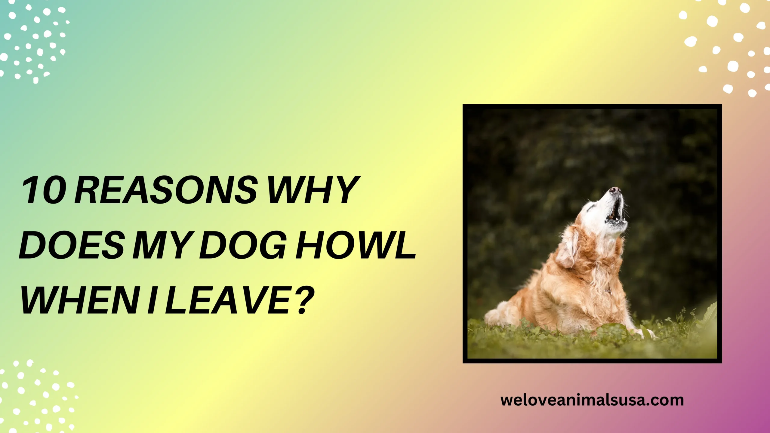 10 Reasons Why Does My Dog Howl When I Leave