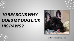 10 Reasons Why Does My Dog Lick His Paws