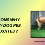 10 Reasons Why Does My Dog Pee When Excited
