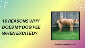 10 Reasons Why Does My Dog Pee When Excited
