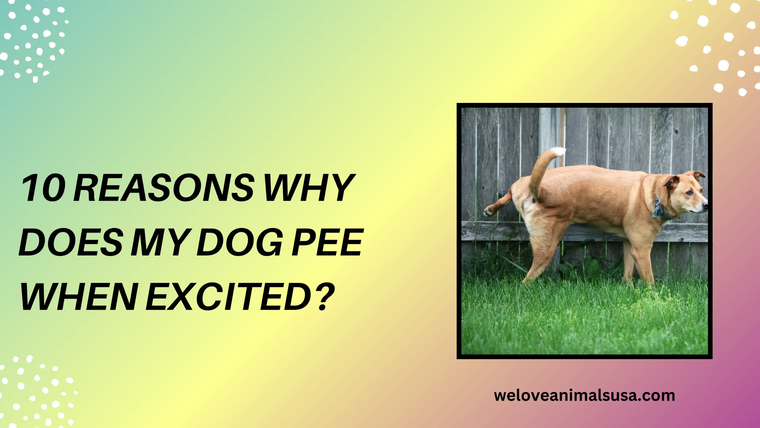10 Reasons Why Does My Dog Pee When Excited