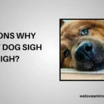 10 Reasons Why Does My Dog Sigh When I Sigh