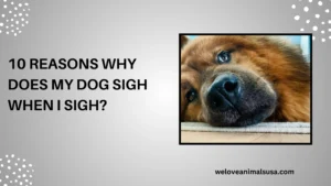 10 Reasons Why Does My Dog Sigh When I Sigh
