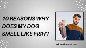 10 Reasons Why Does My Dog Smell Like Fish