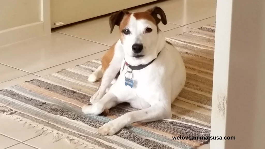 10 Reasons Why Does My Dog Stare At Me