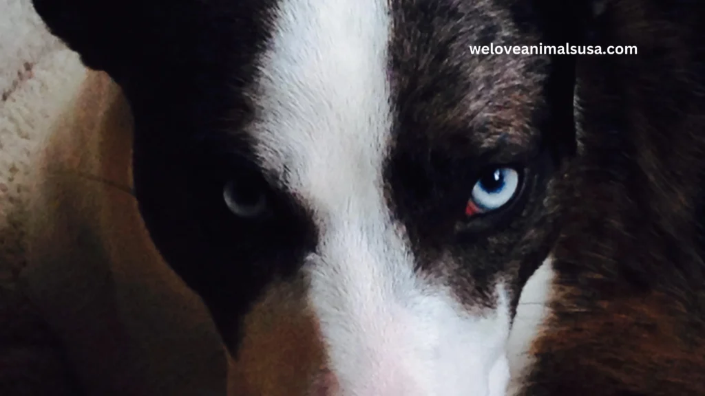 10 Reasons Why Does My Dog Stare At Me
