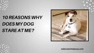 10 Reasons Why Does My Dog Stare At Me