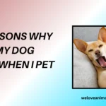 10 Reasons Why Does My Dog Yawn When I Pet Him