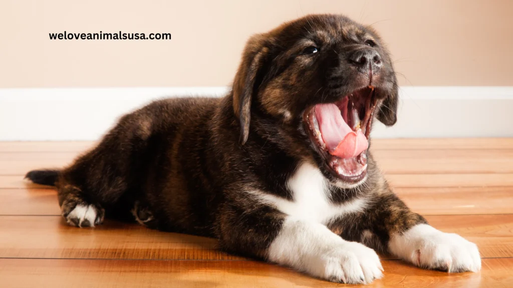 10 Reasons Why Does My Dog Yawn When I Pet Him