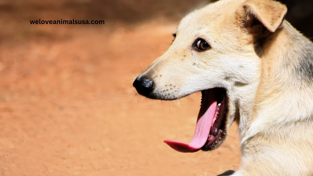 10 Reasons Why Does My Dog Yawn When I Pet Him