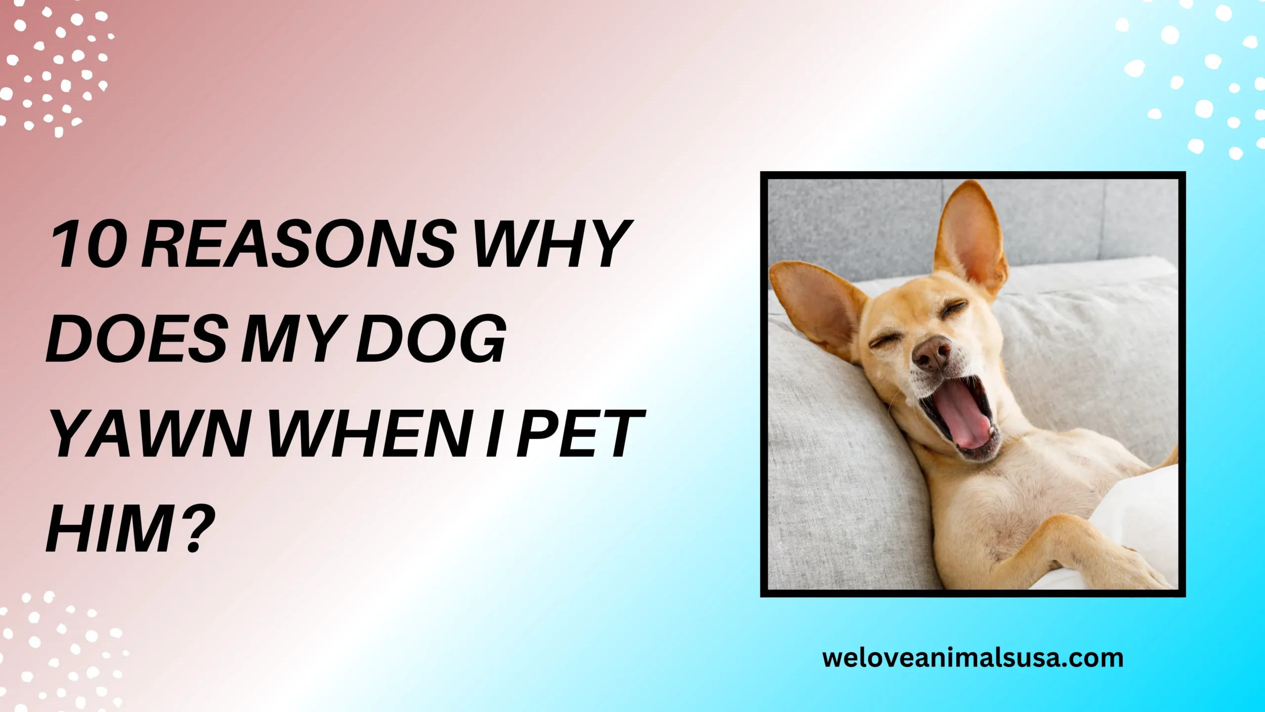 10 Reasons Why Does My Dog Yawn When I Pet Him