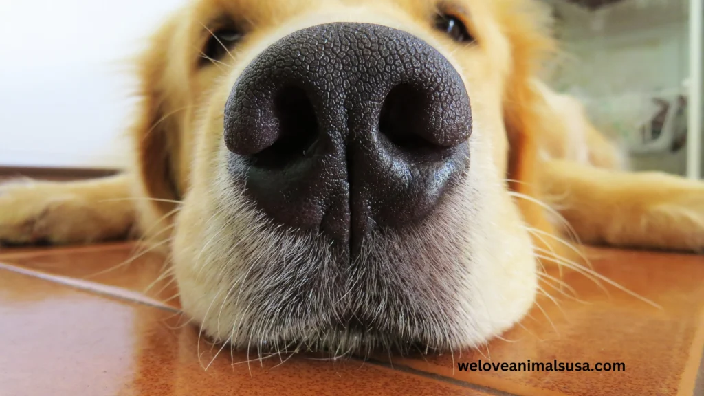 10 Reasons Why Dogs Sniff Your Crotch