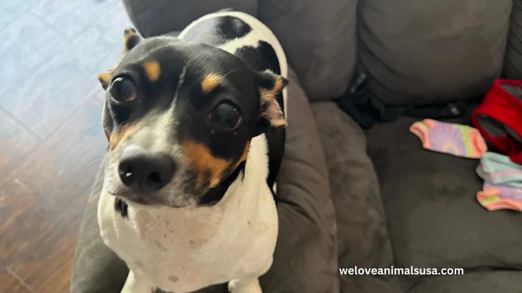 10 Reasons Why Dogs Sniff Your Crotch