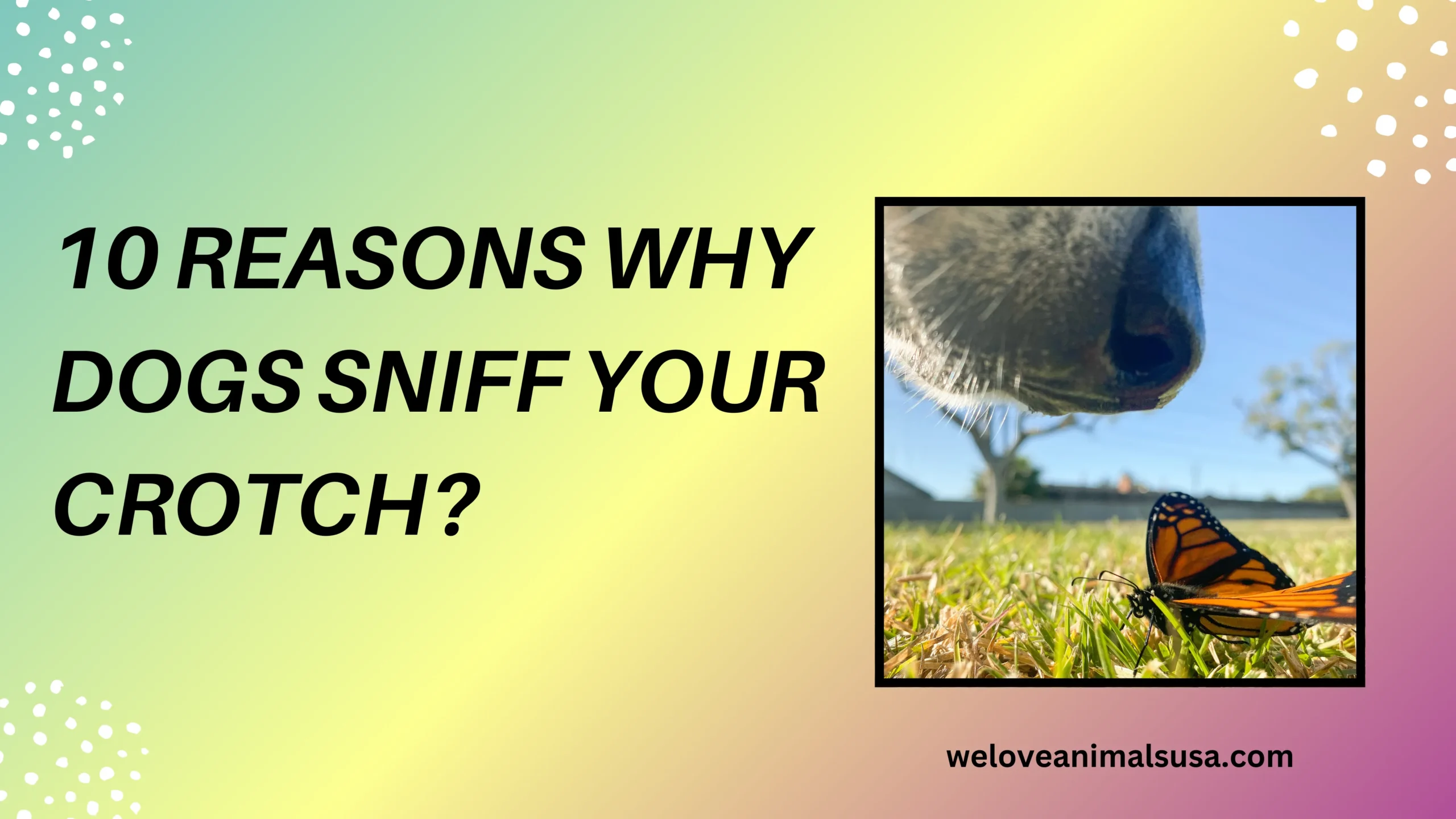 10 Reasons Why Dogs Sniff Your Crotch