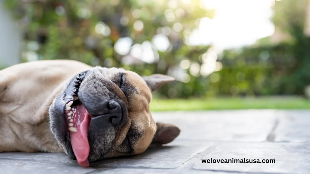 10 Reasons Why Has My Dog Had A Stroke